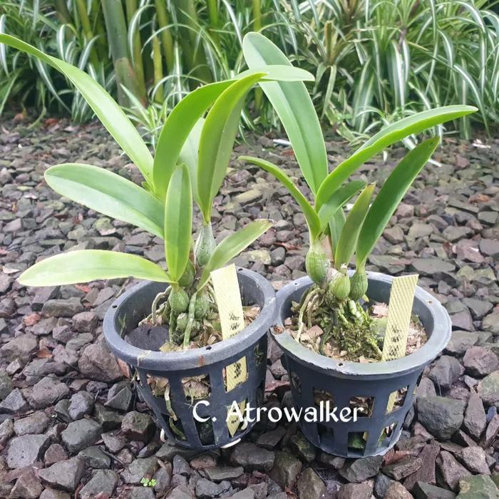 Anggrek cattleya Atrowalker
