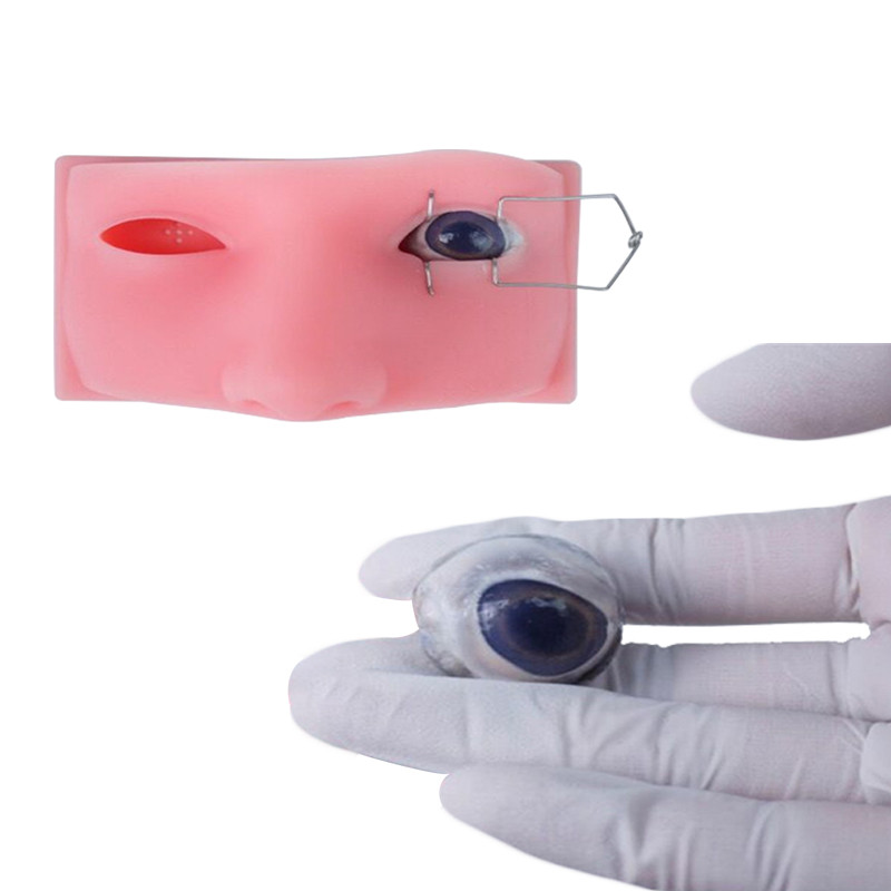 Ophthalmic Phacoemulsification Micromanipulation Model Eyeball