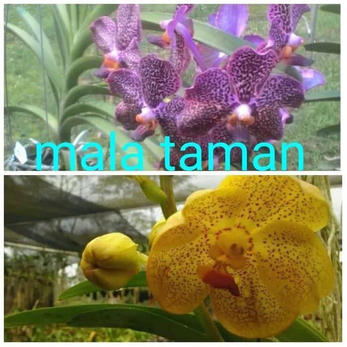 Tanaman anggrek vanda
