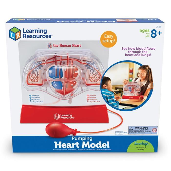 ` Learning Resources Pumping Heart Model Interactive Circulatory and Respiratory System