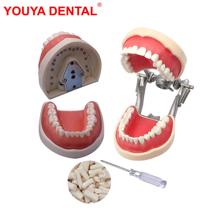 Dental Model Teeth Teaching Model With Gum Removable Tooth For