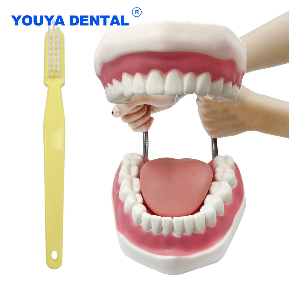 Teaching Dental Brushing Model with Big Toothbrush Standard Flossing