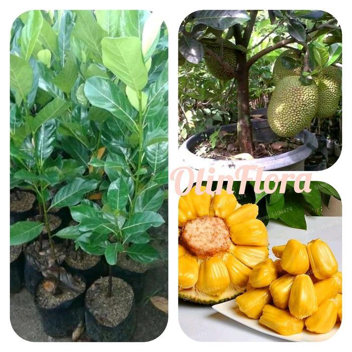 bibit nangka mini emas HALAL