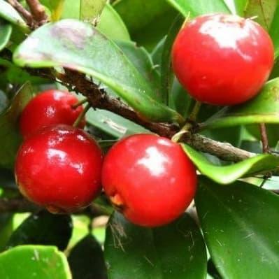 bibit buah cherry barbados HALAL