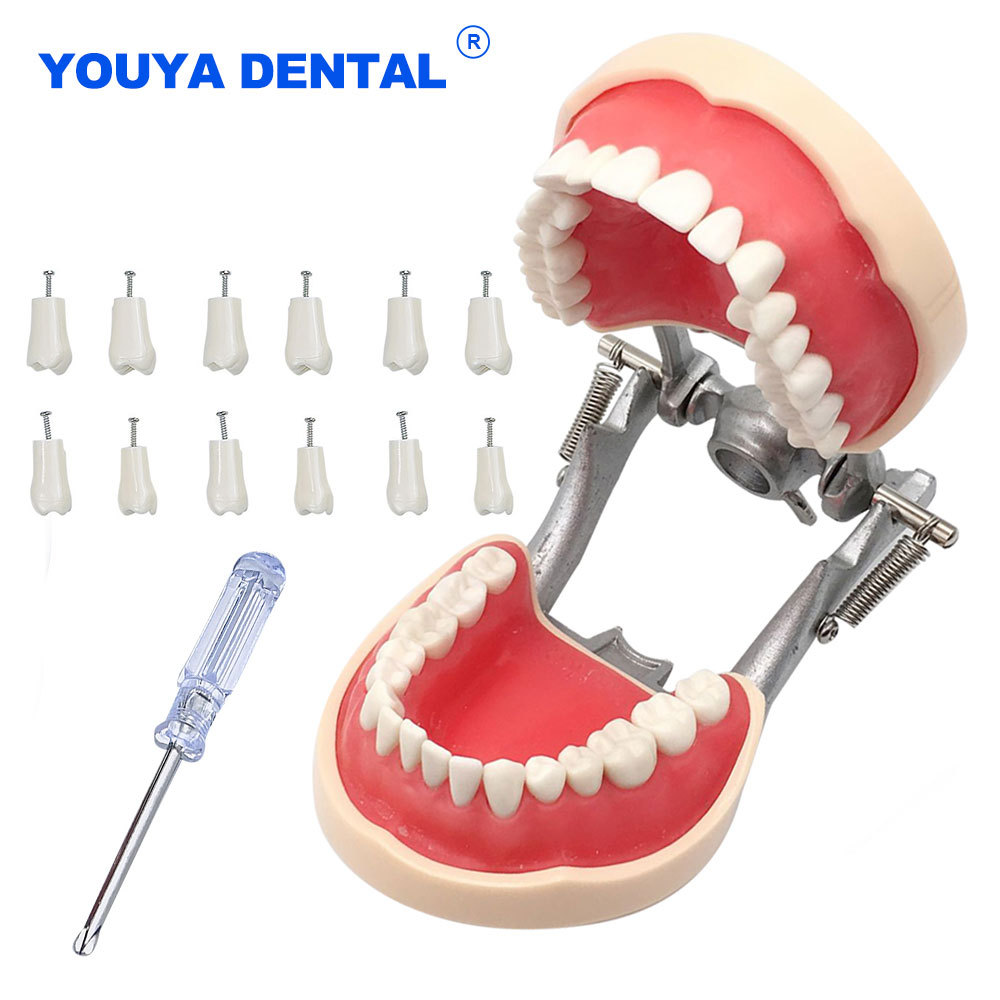 Dental Teaching Model Training Typodont Teeth Model Technician Gum