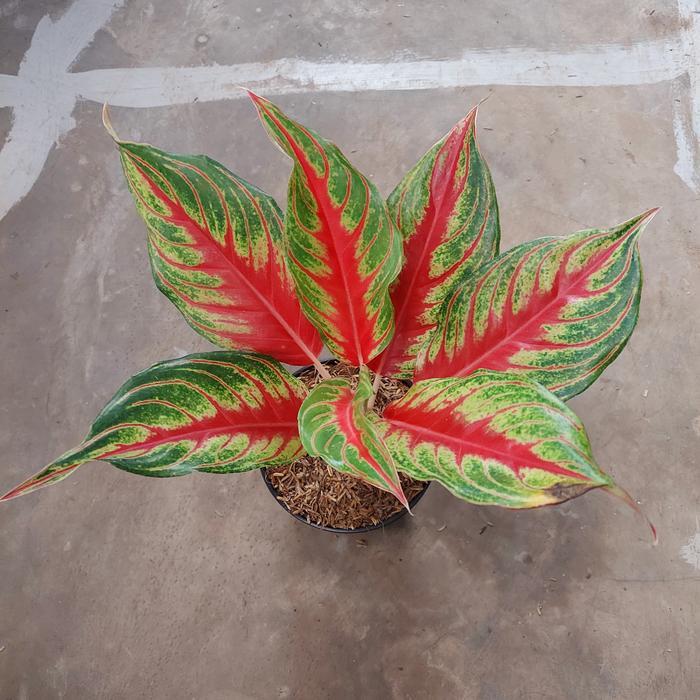 Aglonema Red Sunset