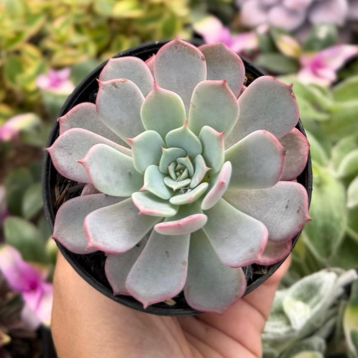 Sukulen Echeveria Laurensis