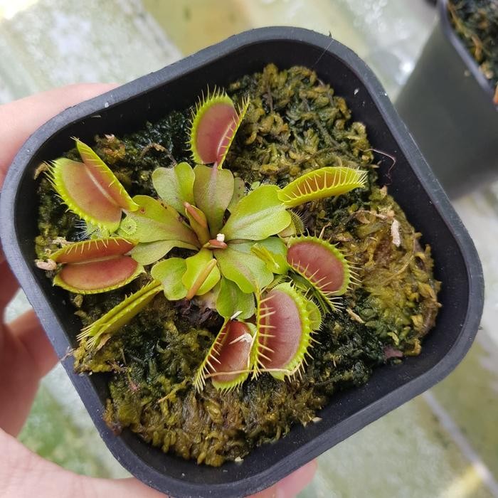 Tanaman Karnivora Venus Flytrap Medium Tanaman Hias