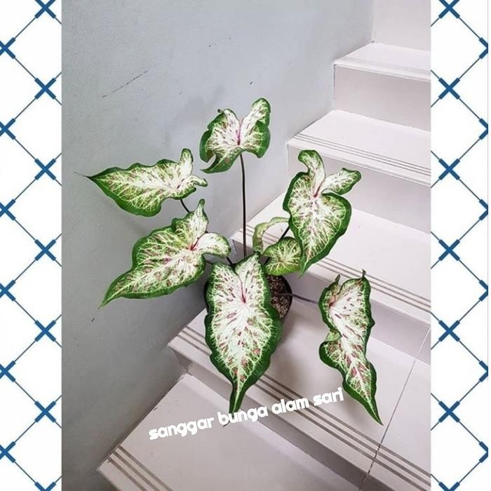 TANAMAN HIAS CHALADIUM SETRAWBERY + POT