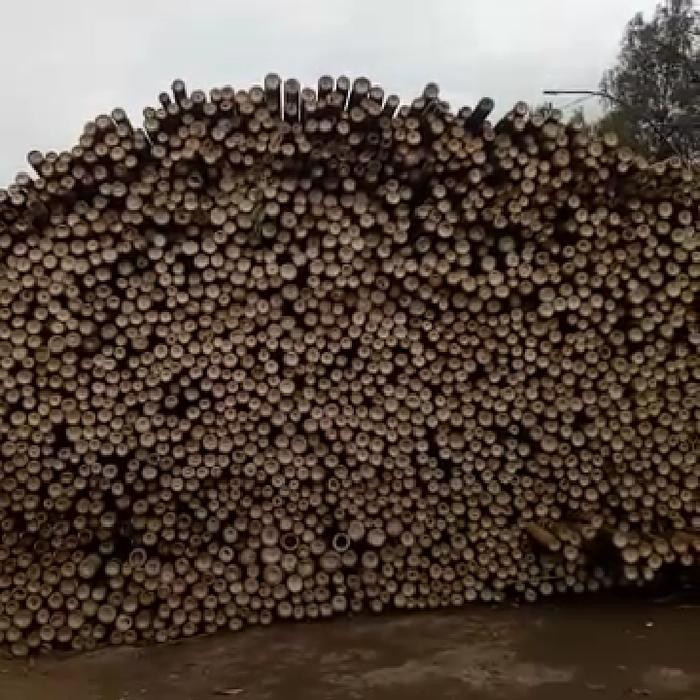 Bambu tiang cor