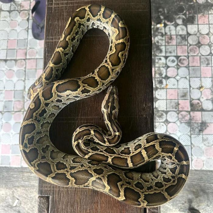 Ready Terlaris Python Molu Indian Rock Python. Size Baby Up 100Cm Promo Murah