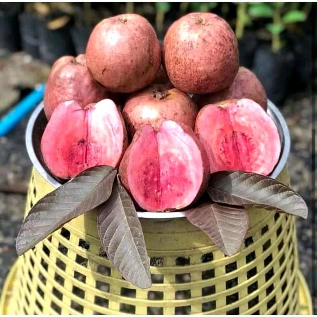 Bibit Jambu Red Australia Siap tanam