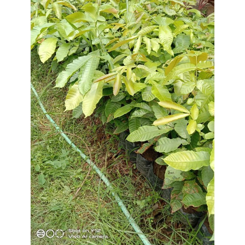 BIBIT TANAMAN MATOA SUPER.
