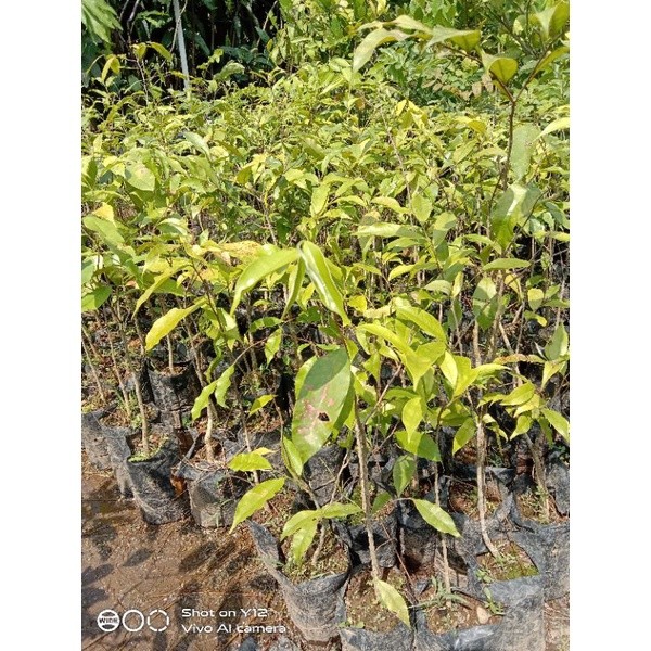 BIBIT KAYU GARU MALACESIS