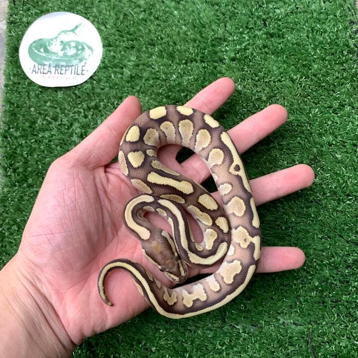 REDAY Terlaris Ular ball python lesser 50% het clown Promo Murah