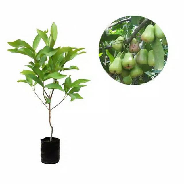 BIBIT jambu air cepat berbuah