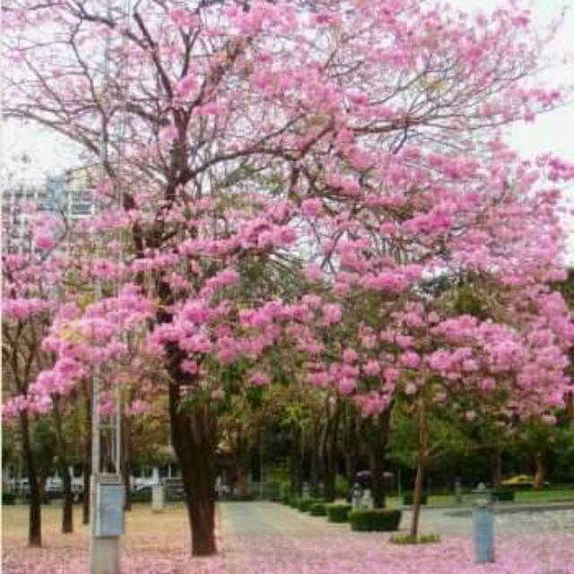 BIBIT tanaman bunga' sakura unggul