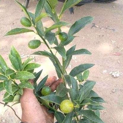 pohon bibit jeruk nagami