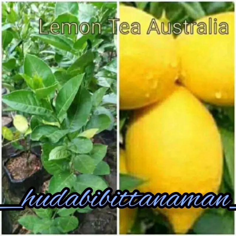 BIBIT JERUK LEMON TEA OKULASI
