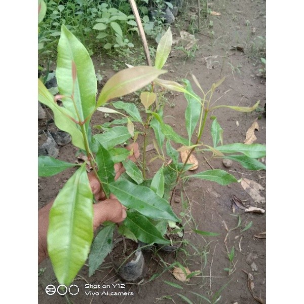 Bibit cengkEH sansibar (bisa cod)