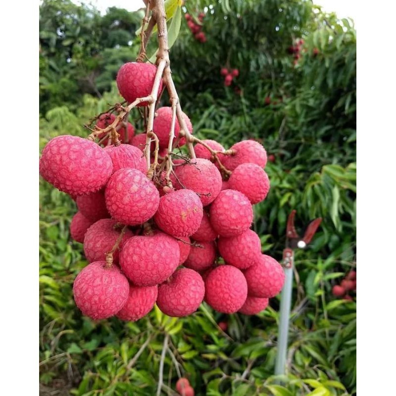 BIBIT TANAMAN LECI UNGGUL