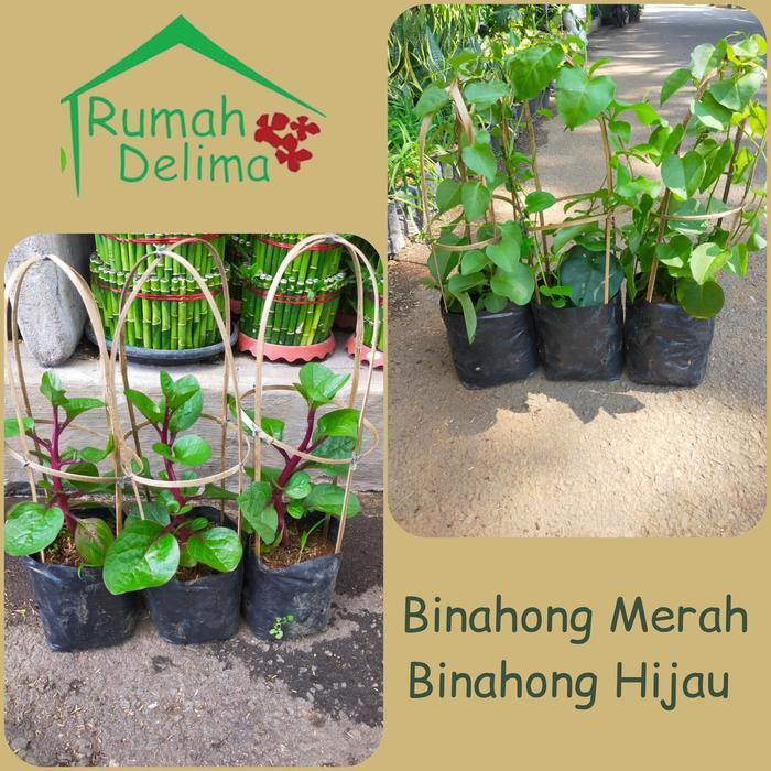 BIBIT TANAMAN BINAHONG