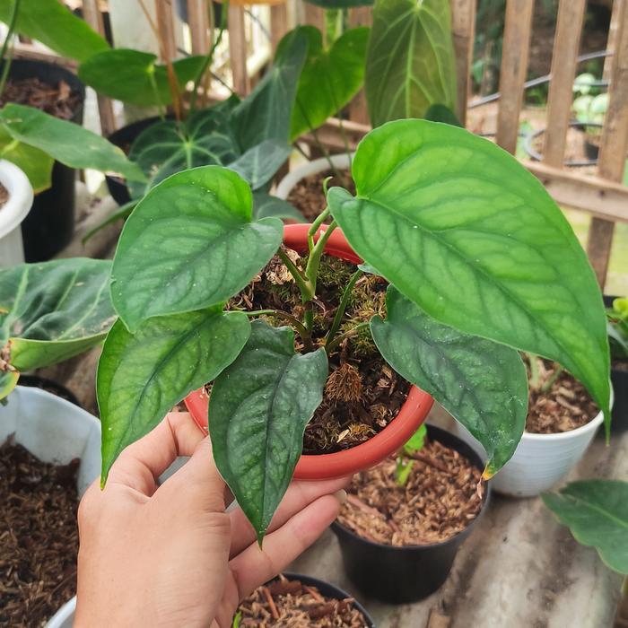 monstera siltepecana reguler