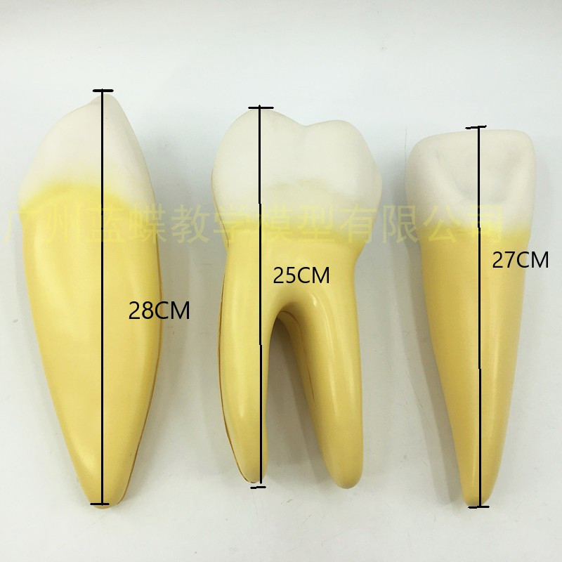 Olivcell teeth