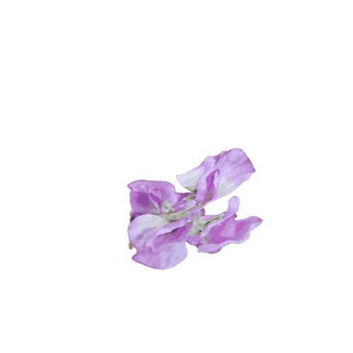 VIVERE Bunga Sweet Pea Purple