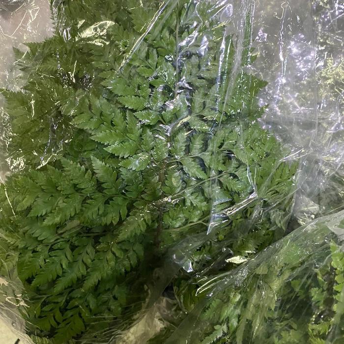 Daun Leather Leaf / Daun Pakis Fresh New